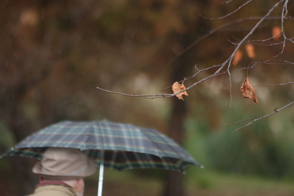 晩秋の雨