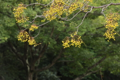 ヒヨドリの餌