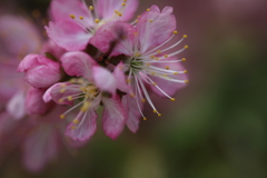 庭桜