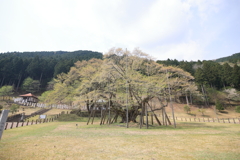 1500歳のさくら