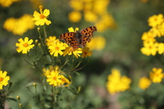 フルサイズカメラでAPS-Cレンズを使ったら・・・フルサイズの場合