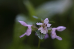 ゴマに似た花