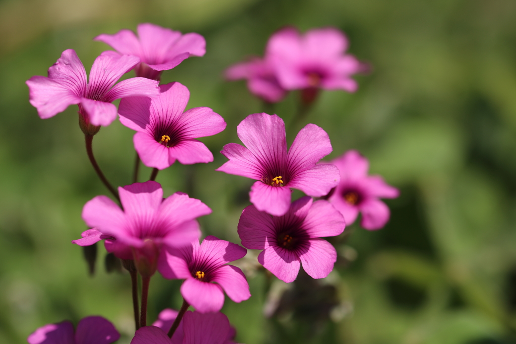 花咲き乱れる季節