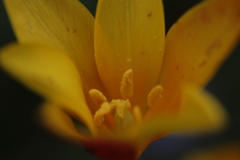 花粉