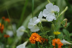 初夏の花壇