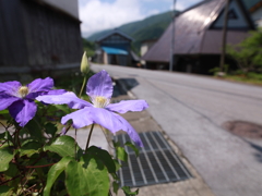 奥伊吹 路傍の花