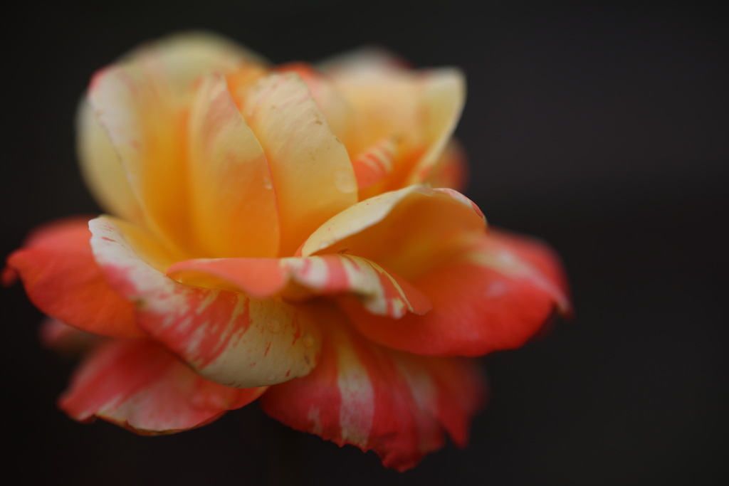 rose　～mysterious