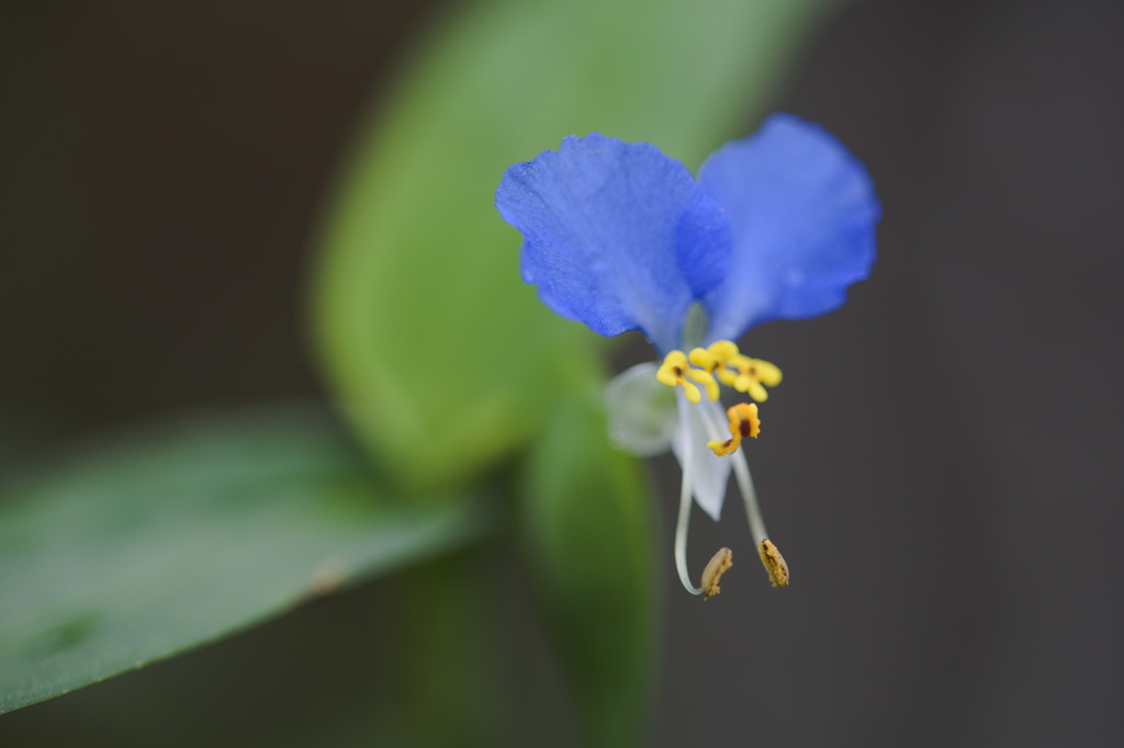 露草