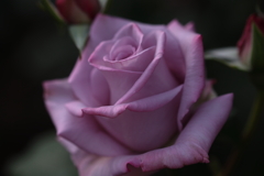 バラ（紫）