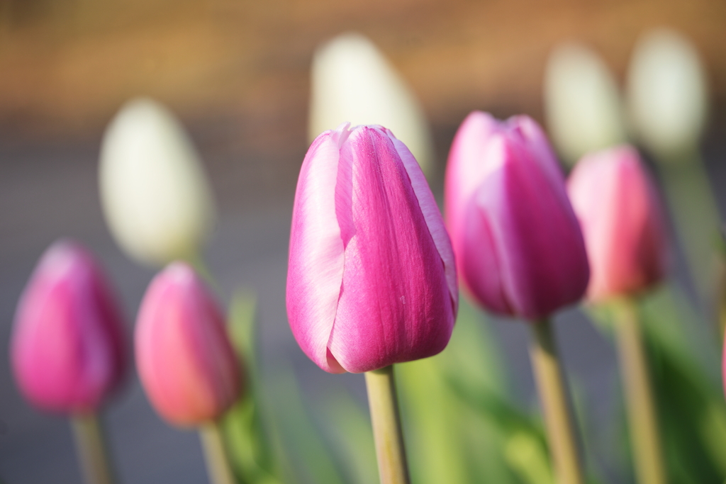 咲いた咲いた♪