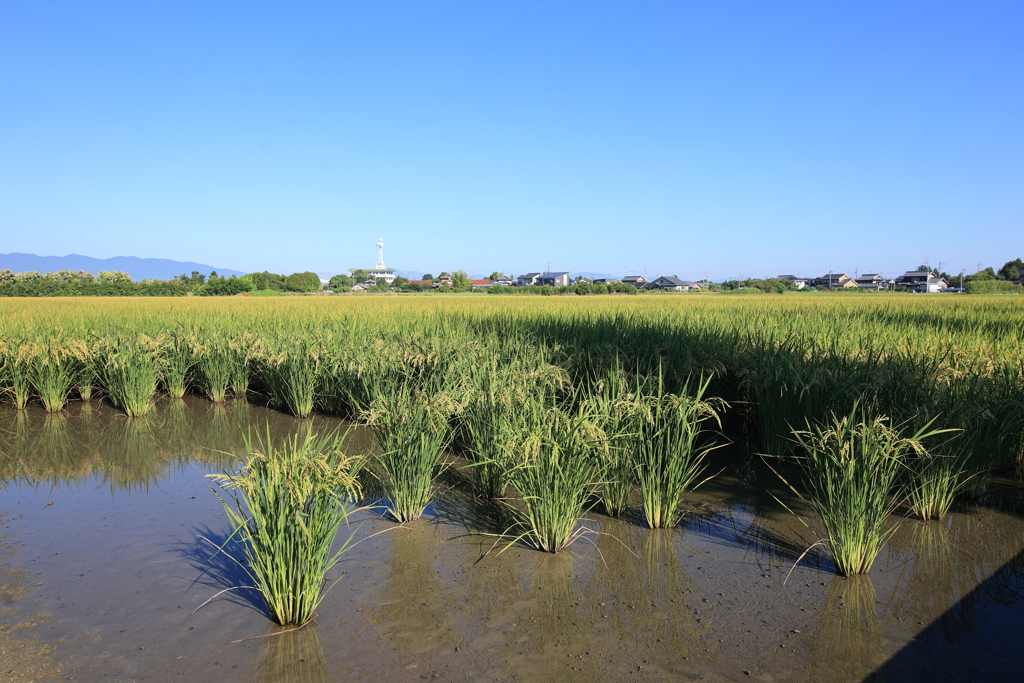 晩夏の水田
