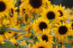 夏