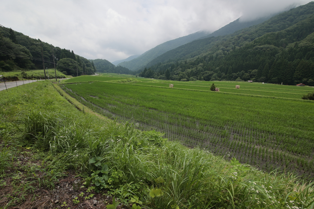 梅雨の棚田