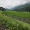 梅雨の棚田