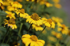 夏の花