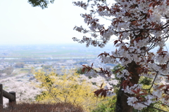 濃尾平野