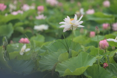 れんこんの花畑