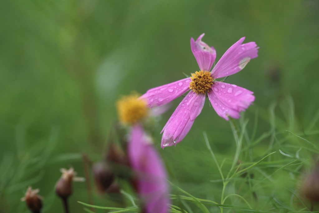 濡れコスモス