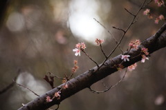 冬桜