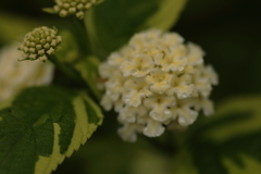 クリーム色の花