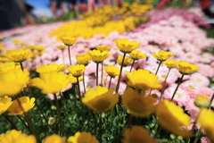 花いっぱい