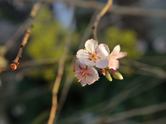 朝