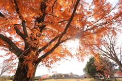 ブラウンに包まれて