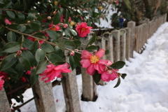 寒山茶花