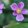 秋明菊