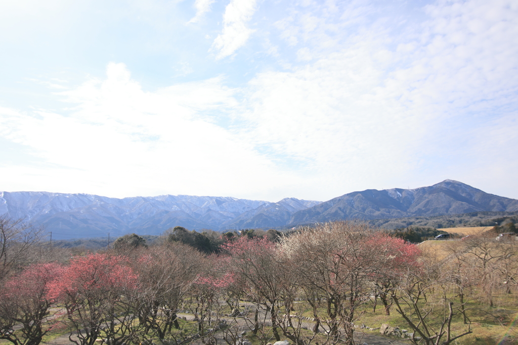 鈴鹿の山の梅林