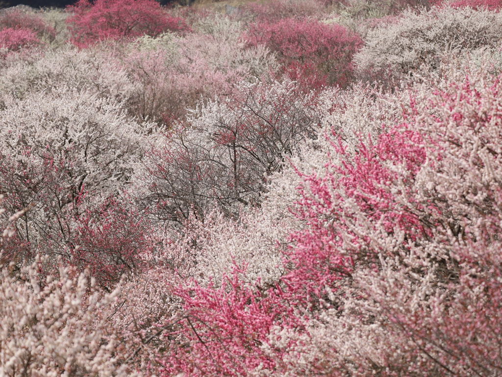 梅林