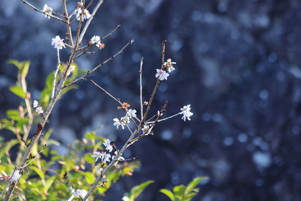 冬桜