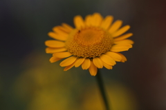 オレンジ色の花