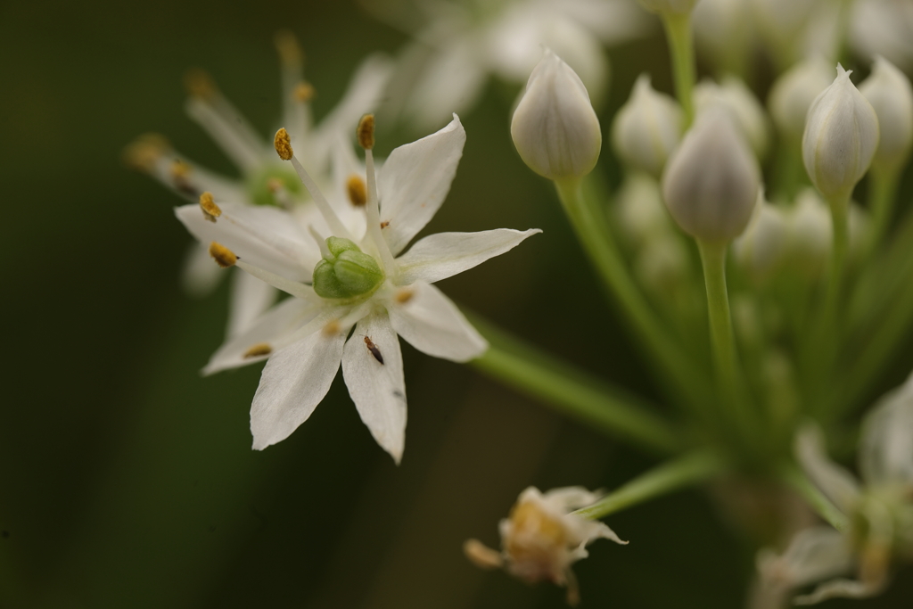 小さな花より小さな虫