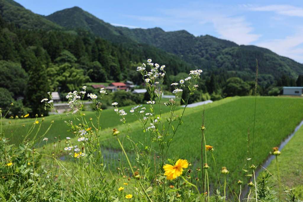 山村に咲く花