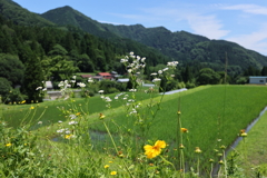山村に咲く花
