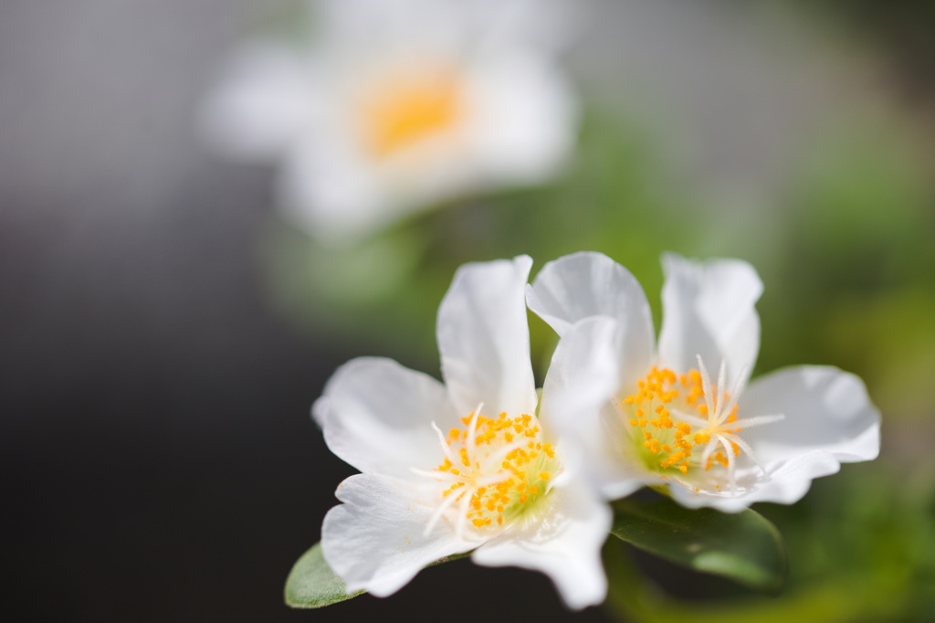 花の名前