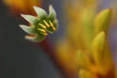 kangaroo paw