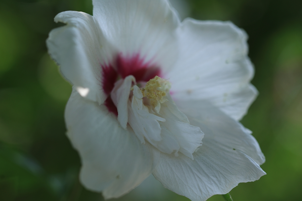 夏の白