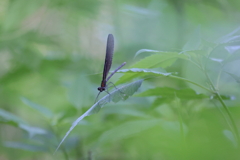 小さな生き物