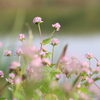 秋の野草