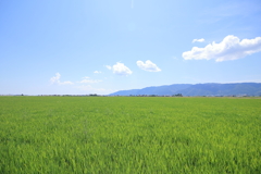 広い大地と