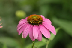 夏の花