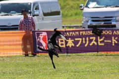 スパイダーマン捕球