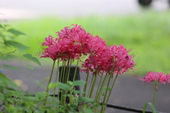 曼殊沙華
