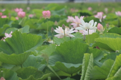 れんこんの花畑