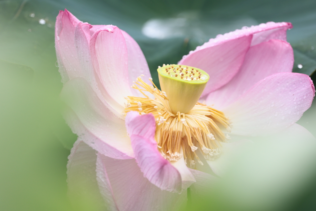 レンコンの花