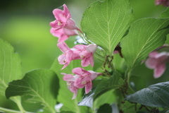 ぴんくの花