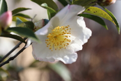 白い花