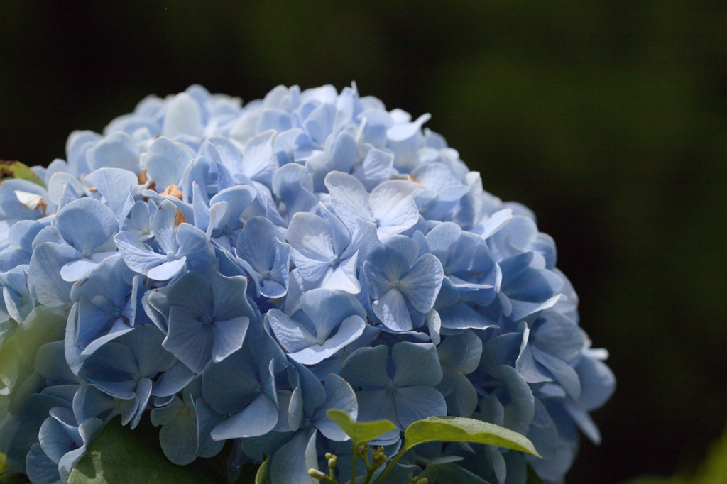 8月の紫陽花　Ⅱ